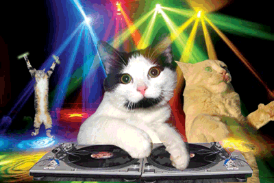 Disco Cat DJing under rainbow lasers